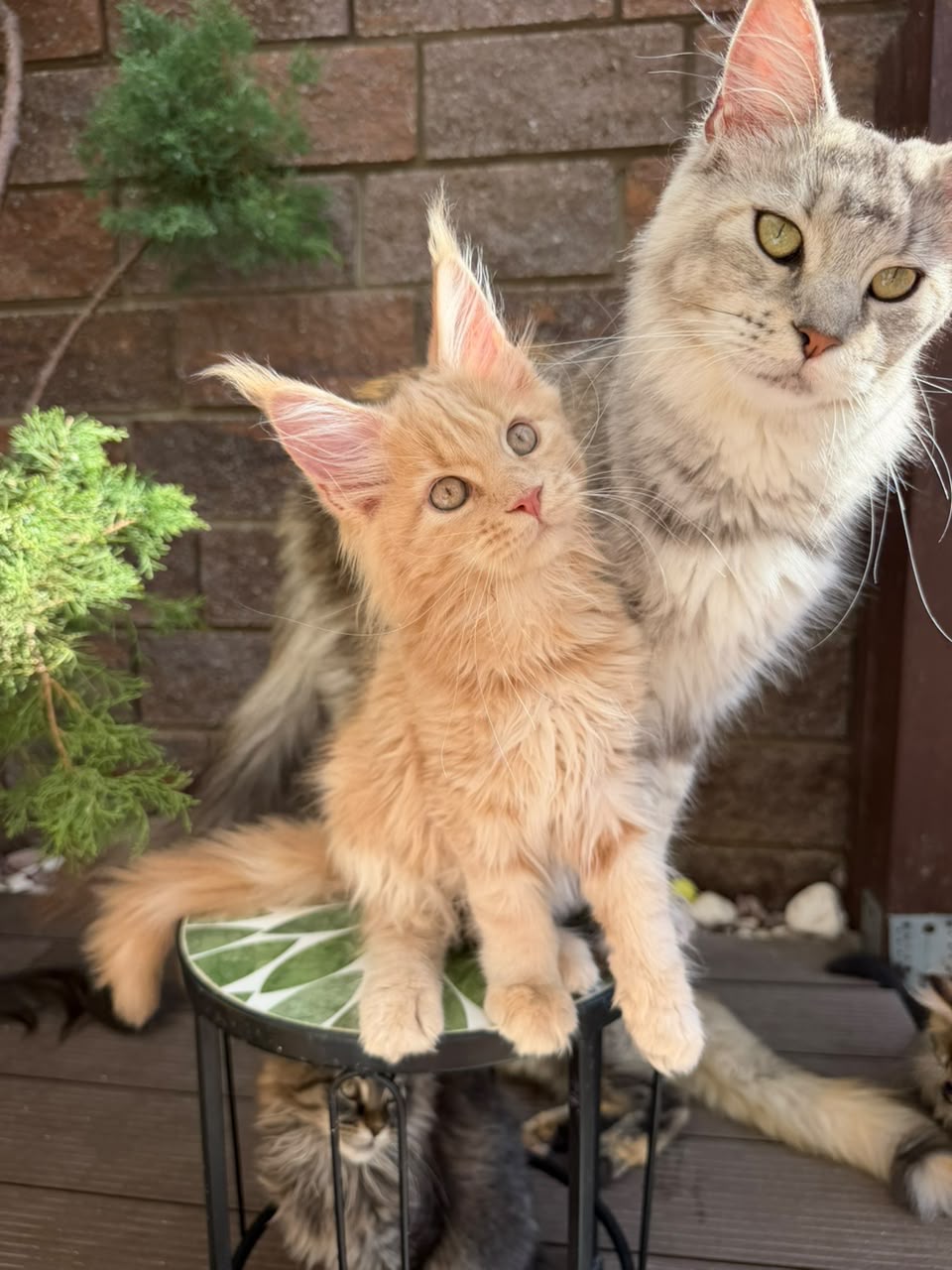 Maine Coon at AJ Maine Coons